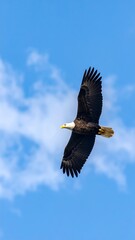 Obraz premium Bald eagle soaring in a vibrant blue sky