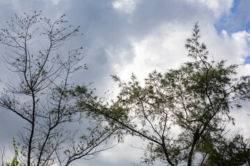 Obraz premium 奄美大島の夏の風景。