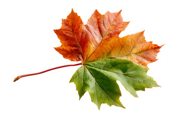 Colorful maple leaf showcasing seasonal change