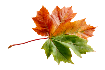 Colorful maple leaf showcasing seasonal change