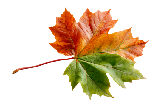 Colorful maple leaf showcasing seasonal change