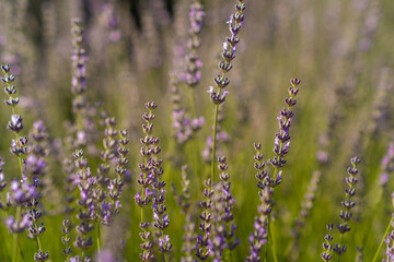 Lavender Blooms Sway Gently in the Breeze at Sunset in a Vibrant Lavender Field