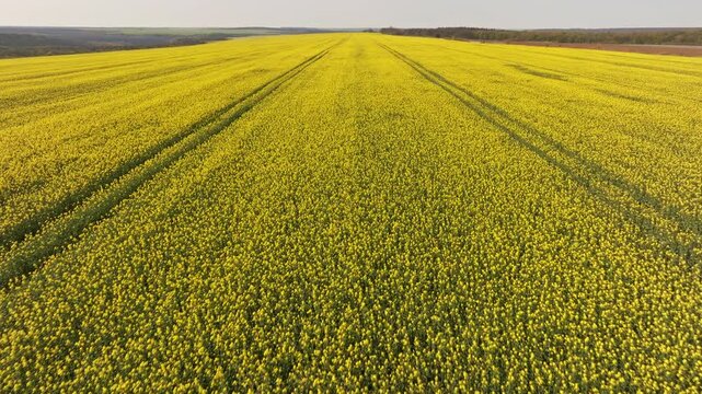 Wide open rapeseed field from bird's eye view, agricultural area during blooming season, yellow flowering plants, drone photo of Bulgarian rural landscape in summer, travel and farming concept