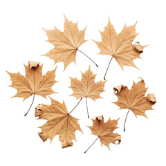 Obraz premium Dried Maple Leaves in Circular Arrangement – Autumn Botanical Flatlay