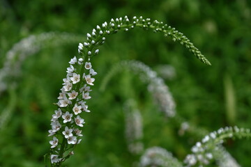 優美な曲線を描く花穂