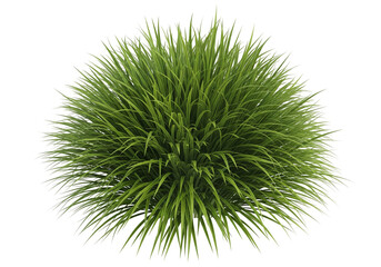 Vibrant Green Grass Clump with Radiating Blades