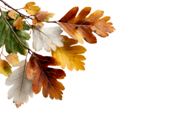 Colorful autumn leaves on a transparent background