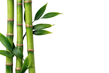 Close-up of vibrant green bamboo stalks and leaves