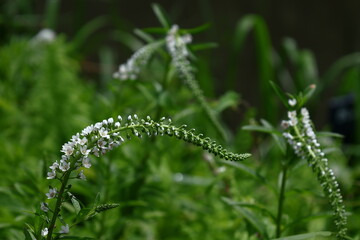 優美な曲線を描く花穂