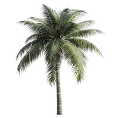 Fototapeta premium Tropical Palm: A majestic palm tree, stands tall against a bright day, its lush green fronds swaying gently in the tropical breeze.