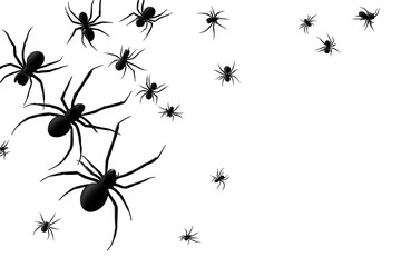 Many black spiders on transparent background