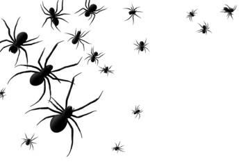 Many black spiders on transparent background