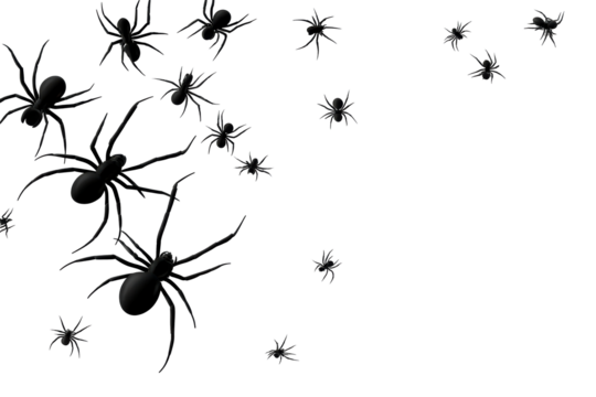 Many black spiders on transparent background