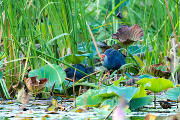 Purple Swamphen in the pond