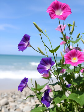 Blooming morning glories at the seaside