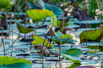 Plain Prinia in the lotus pond