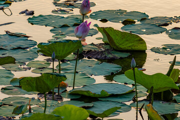 The lotus in the pond