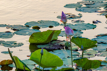 The lotus in the pond