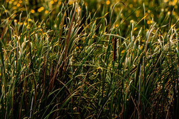 The grass filed on sunset
