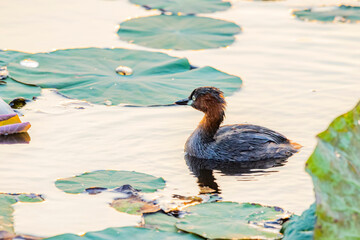 The Teal in the pond on sunset