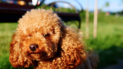 An adorable Poodle basking in the warm sunlight on a beautiful green meadow setting