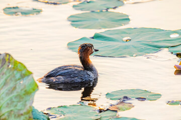 The Teal in the pond on sunset
