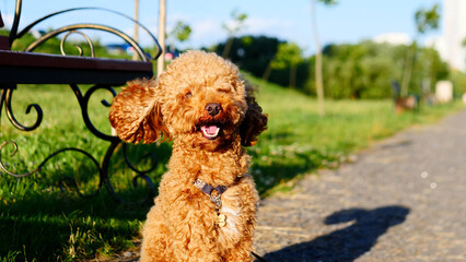 An Adorable Poodle is Having the Time of Its Life While Enjoying a Beautiful Sunny Day in the Park