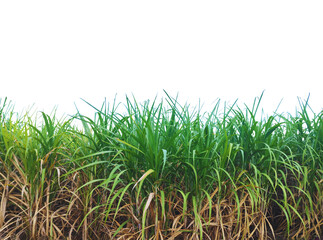 Sugar cane plantation isolated on a white background for garden design.