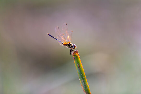 A macro close-up of a red dragonfly on a yellow flower with its wings outstretched in a summer garden