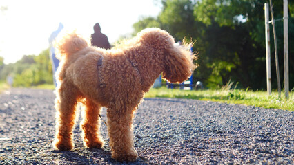 A Happy Dog Enjoys a Joyful Walk on a Beautiful Pathway Bathed in Bright Sunlight