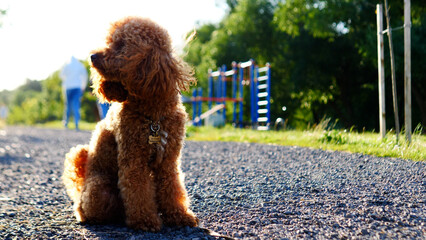 A Playful and Happy Dog Enjoying a Beautiful Sunny Day Outdoors in the Vibrant Park