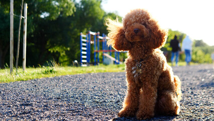 An Adorable Poodle Dog Having Fun and Relaxing While Enjoying a Sunny Day in the Park
