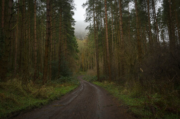 Binevenagh Forest in County Derry/Londonderry, Northern Ireland 