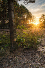 Fototapeta premium Promienie zachodzącego słońca oświetlające drzewo w lesie