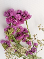 A vibrant arrangement of pink flowers against a plain white backdrop, emphasizing their fresh and natural beauty