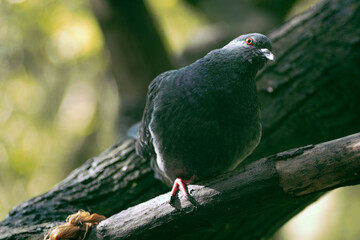Obraz premium A pigeon is sitting on a tree branch in the park