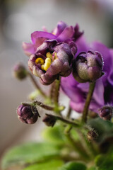 Obraz premium Violet blossom close-up