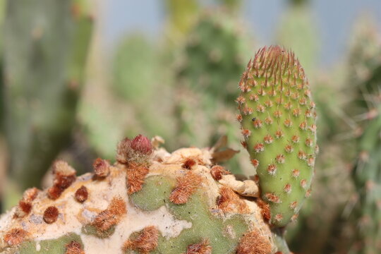  Opuntia macrocalyx Opuntia microdasys kaktus opuncja PRU