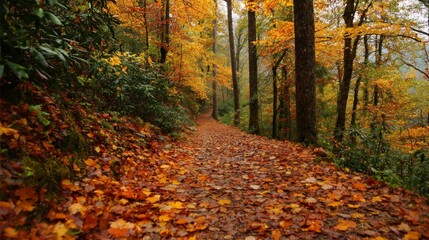 Obraz premium Autumn forest path covered in fallen leaves
