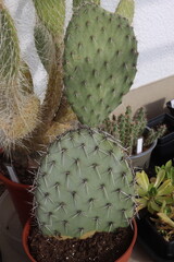  Opuntia macrocalyx Opuntia microdasys kaktus opuncja PRU