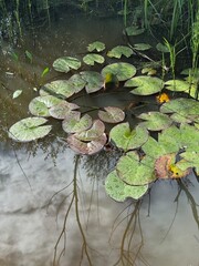 Experience the tranquil and serene beauty of a water lily pond showcasing stunning reflections