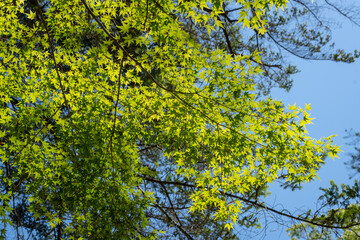 Japanese maple leaves on Miyajima Island near Hiroshima, Japan