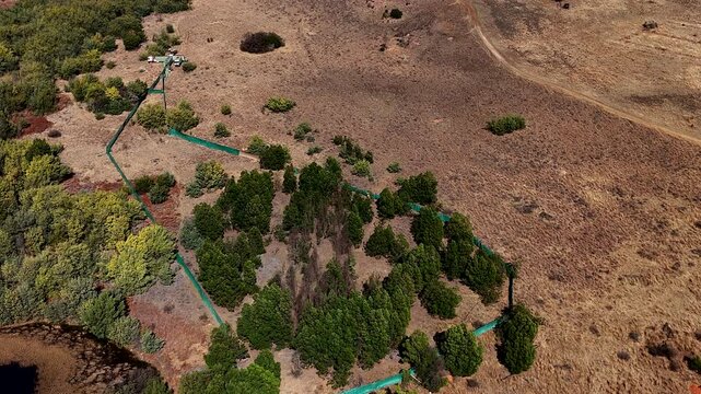 Top aerial view of helicopter directing caught wildebeest in boma for relocation