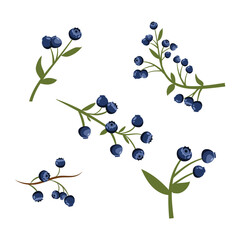 Vector Illustration Blueberry Branch