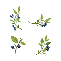 Vector Illustration Blueberry Branch