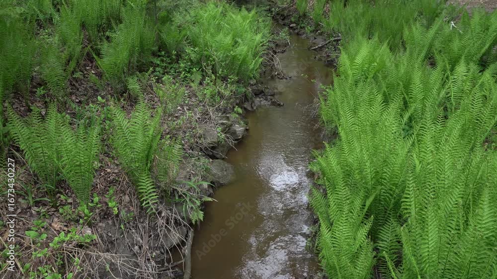 Poster a stream flowing freely with light reflections on its surface. many ferns on each side create a beau