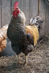 rooster in the farm