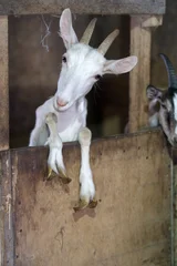 Selbstklebende Fototapeten Esel goat and baby  © Ivan Kuteynikov