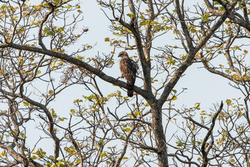 Fototapeta premium Changeable hawk-eagle perched on a tree branch in India