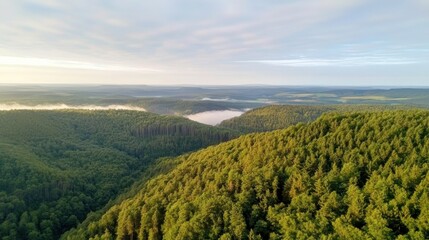 Fototapeta premium Forest landscape in early morning light.